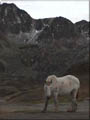A horse by the side of the road