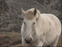 A horse charging us, apparently he doesn't like his picture being taken