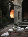 Ducks? outside a catherderal