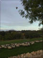 More Sheep